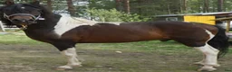 Allround hästar till salu: 5 Paso Fino ston/hingstar, en, fler el. foder - Annons 25