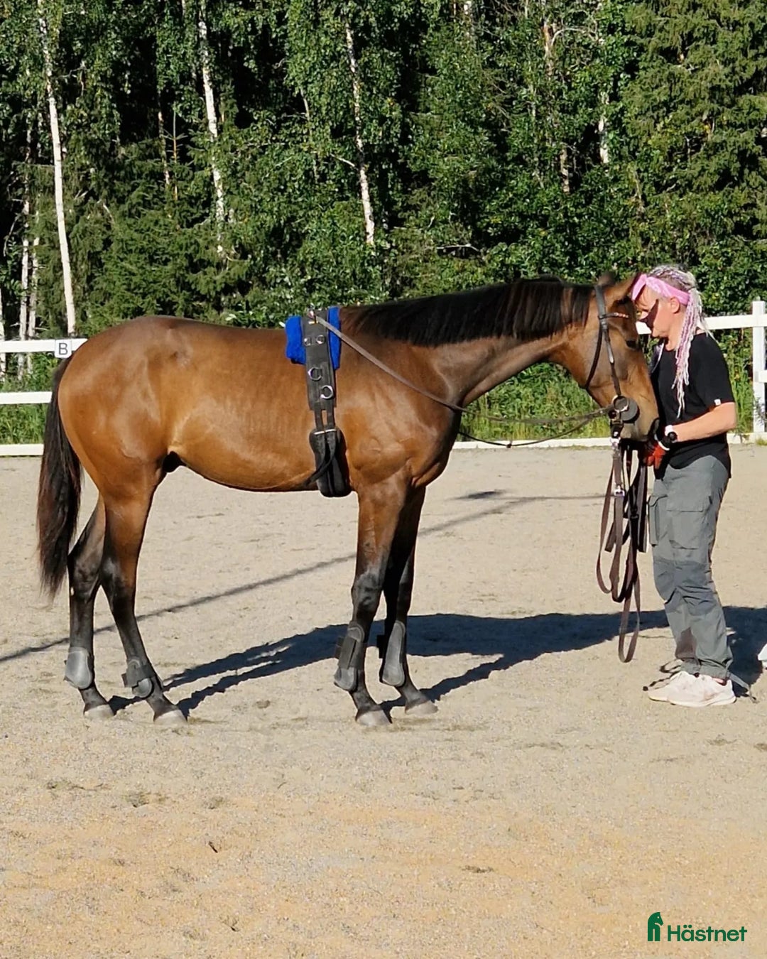 Allround hästar till salu: Fin 2 åring. (Blir 3år maj 2026) i Haparanda - Annons 2