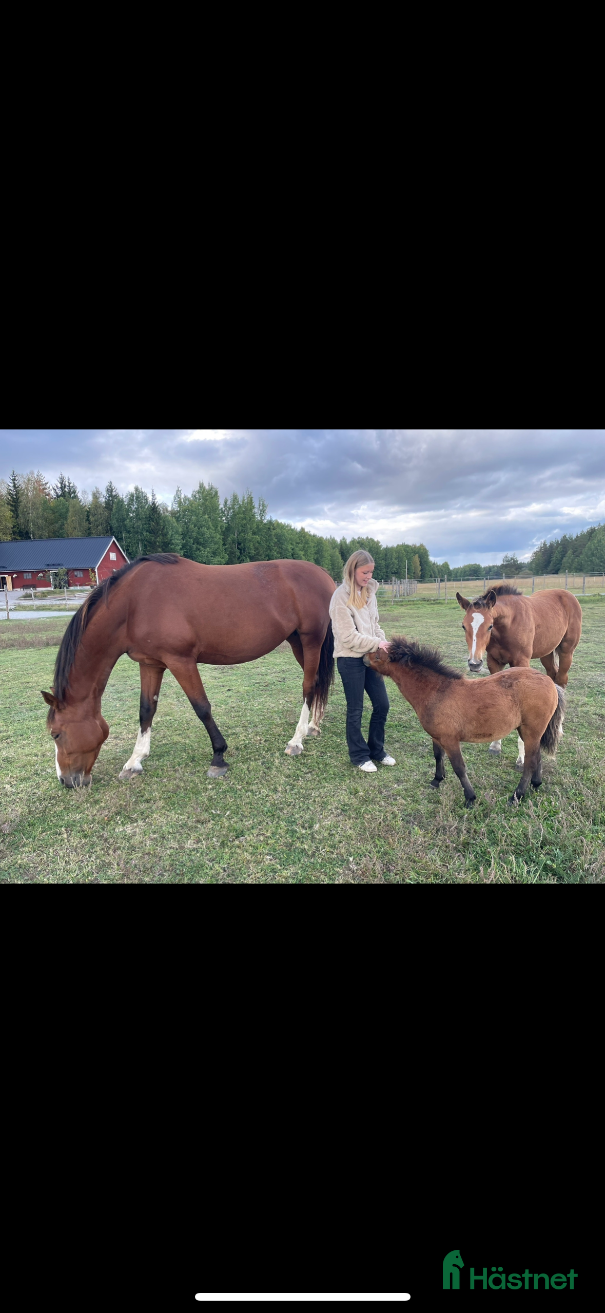  medryttarhäst sökes: Medryttarhäst sökes! - Annons 18