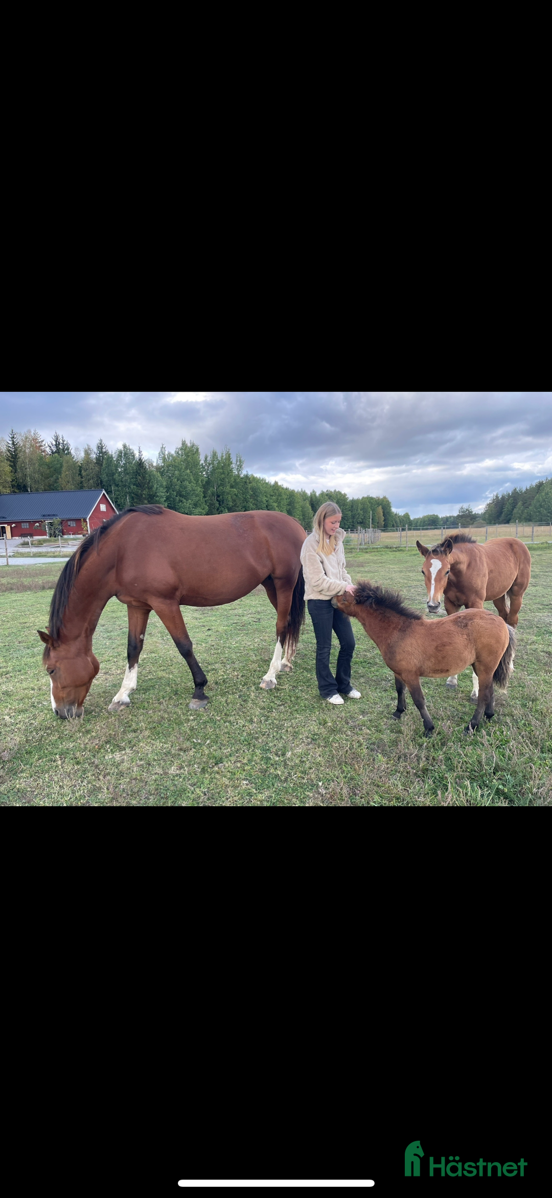  medryttarhäst sökes: Medryttarhäst sökes! i Hägersten - Annons 1