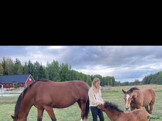 medryttarhäst sökes: Medryttarhäst sökes! i Hägersten - Annons 12