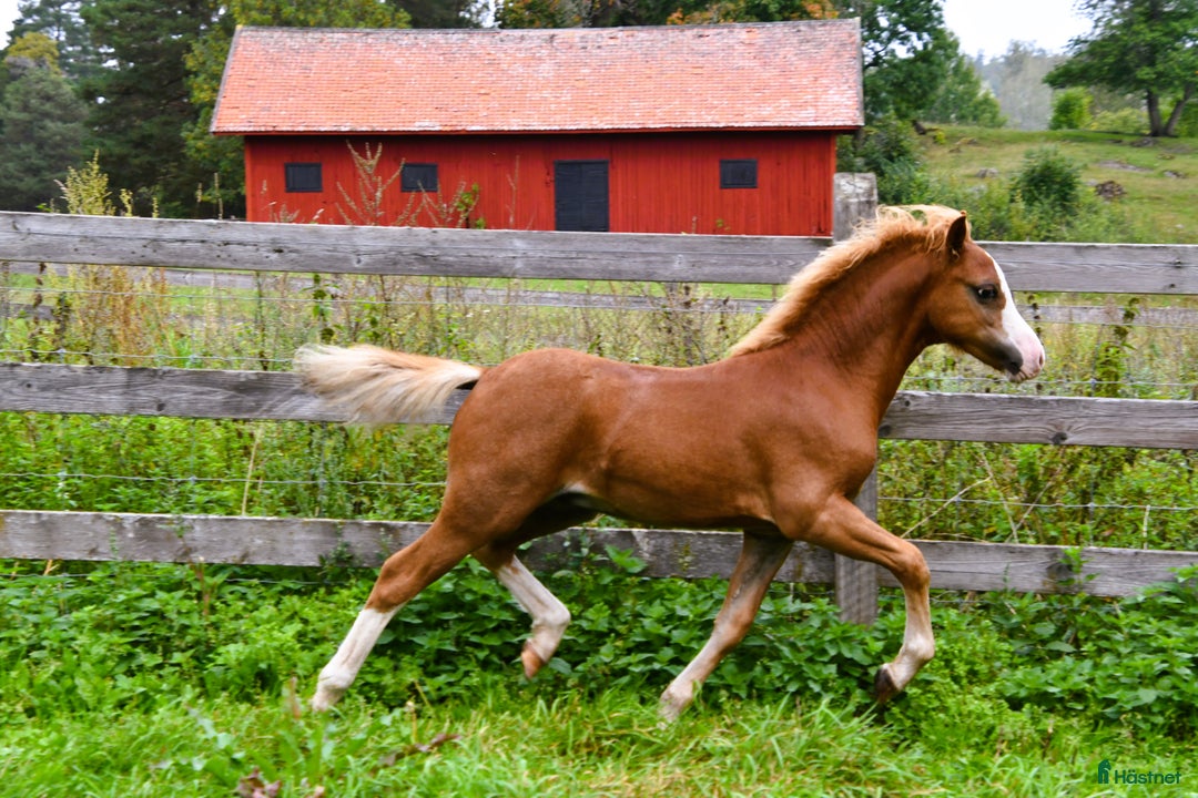 Allround hästar till salu: Ett föl som fångar blicken direkt.  i Nyköping - Annons 7