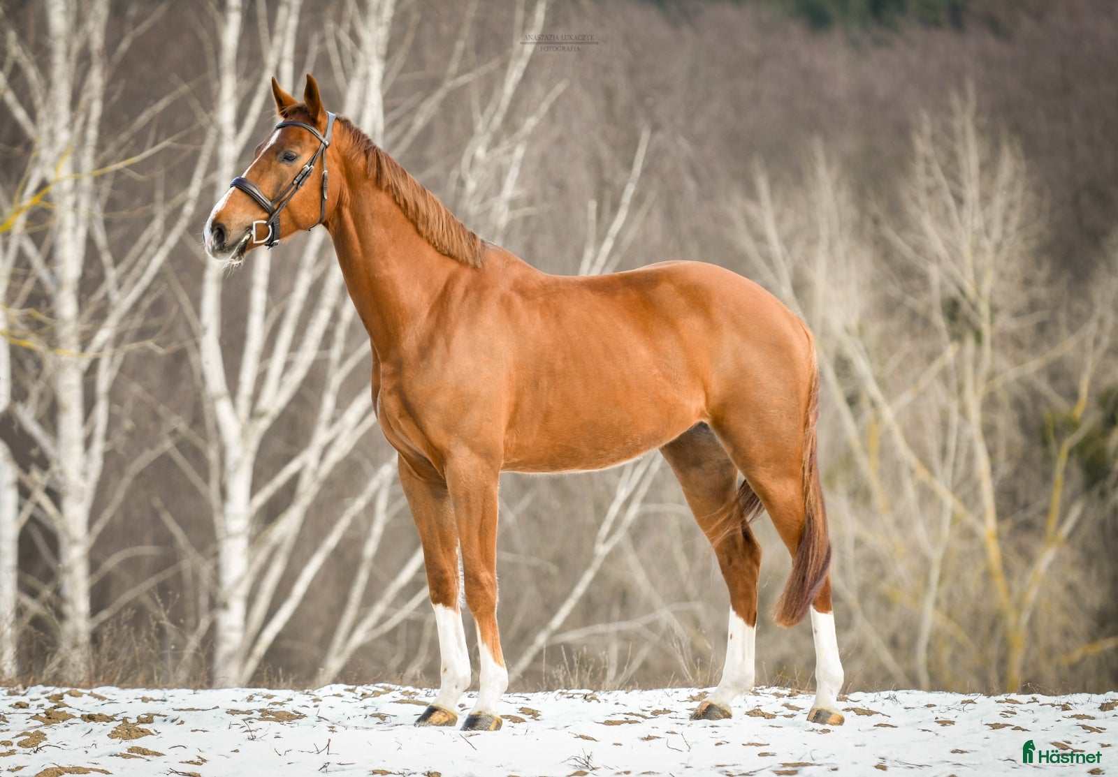  hästar Fälttävlans-häst med stor potential - Annons 1