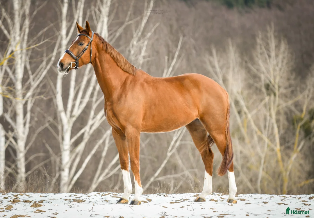 Fälttävlan hästar till salu: Fälttävlans-häst med stor potential - Annons 1