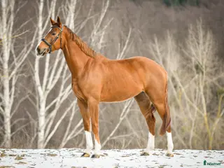 hästar Fälttävlans-häst med stor potential - Annons 1