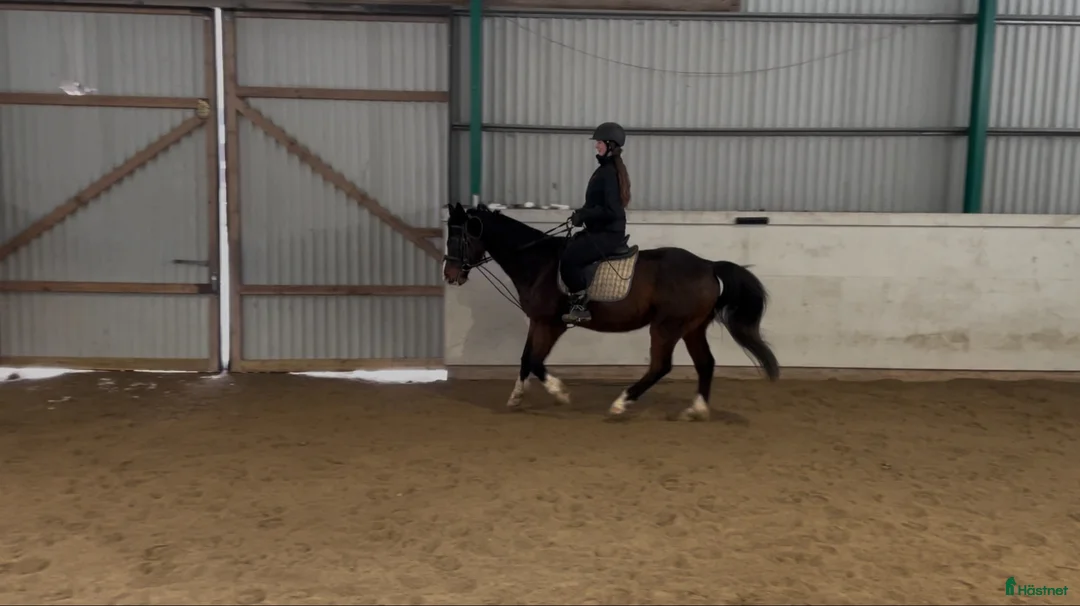 Allround hästar sökes: 🌿 Familj söker trygg häst 🌿 - Annons 1