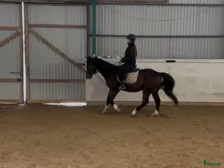 hästar 🌿 Familj söker trygg häst 🌿 - Annons 2