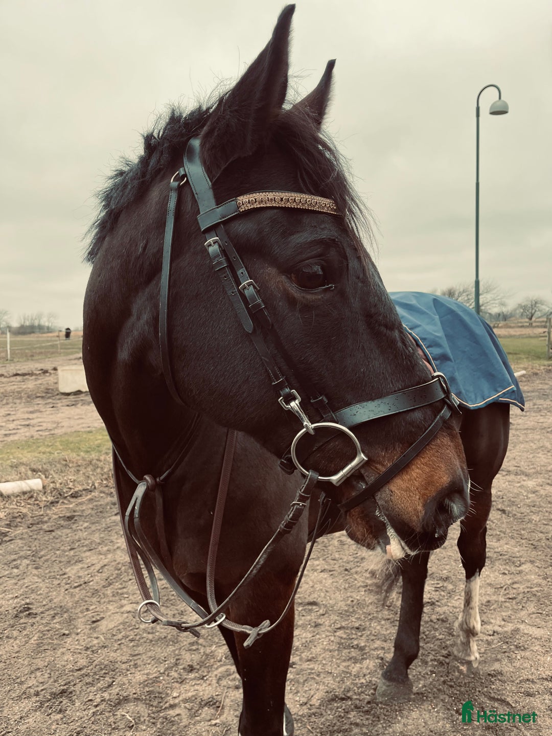Allround hästar till salu: Lyxig Hobbyhäst i Båstad - Annons 4