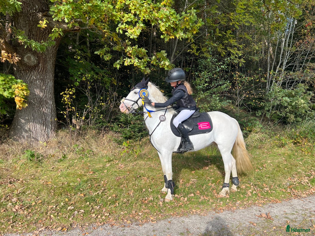 Hoppning hästar till salu: C-ponny ⭐️ i Bollebygd - Annons 2
