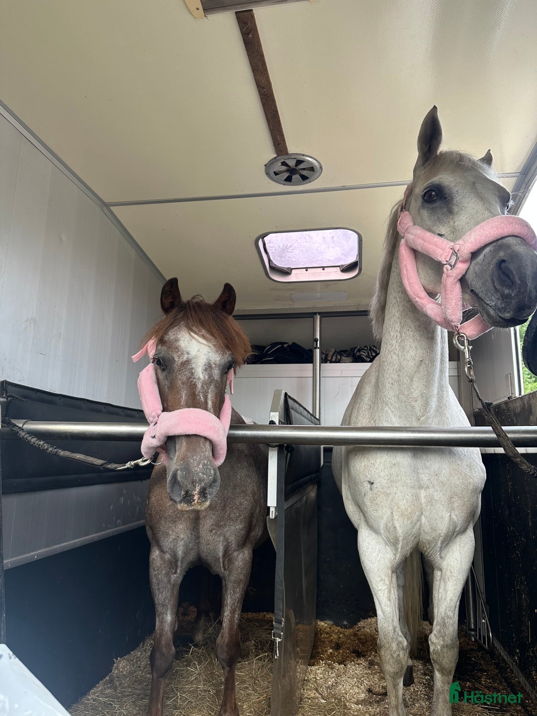 Hoppning hästar till salu: Världens Bästa Ponny i Skepplanda - Annons 5