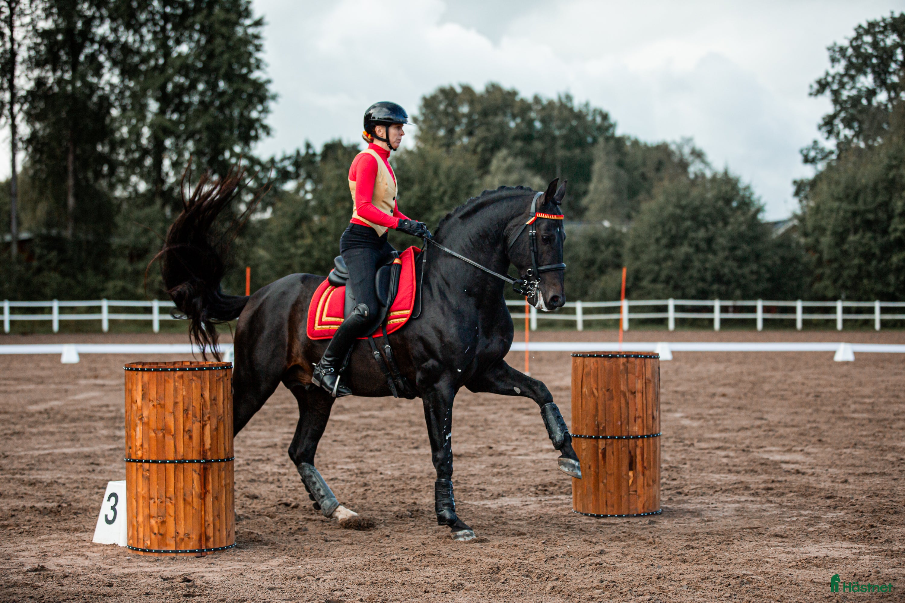  hästar Working Equitation/Dressyrhäst - Annons 6