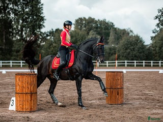 Working Equitation hästar till salu: Working Equitation/Dressyrhäst i Tygelsjö - Annons 1