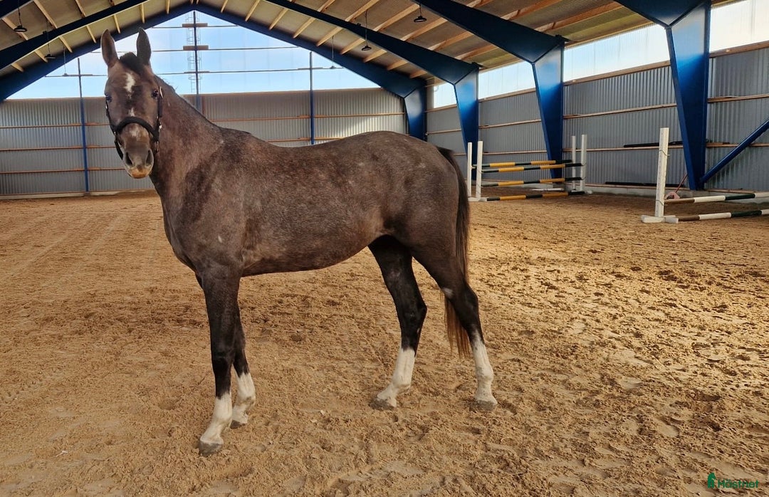 Hoppning hästar till salu: 2 årig valack i Enköping - Annons 3