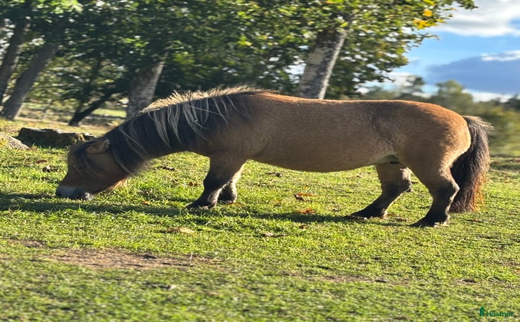  hästar i Eringsboda - Annons 13