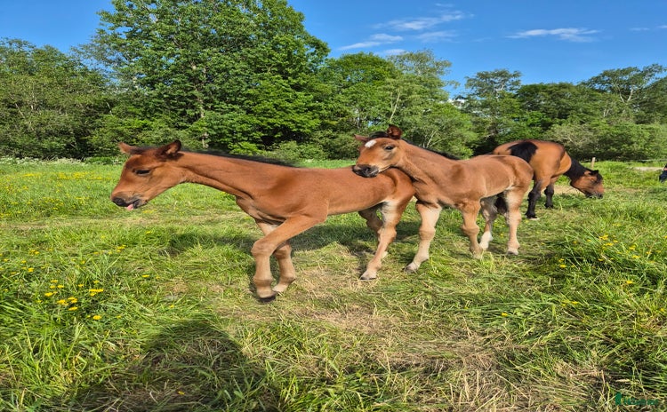  hästar Årsföl  i Vikarbyn - Annons 2