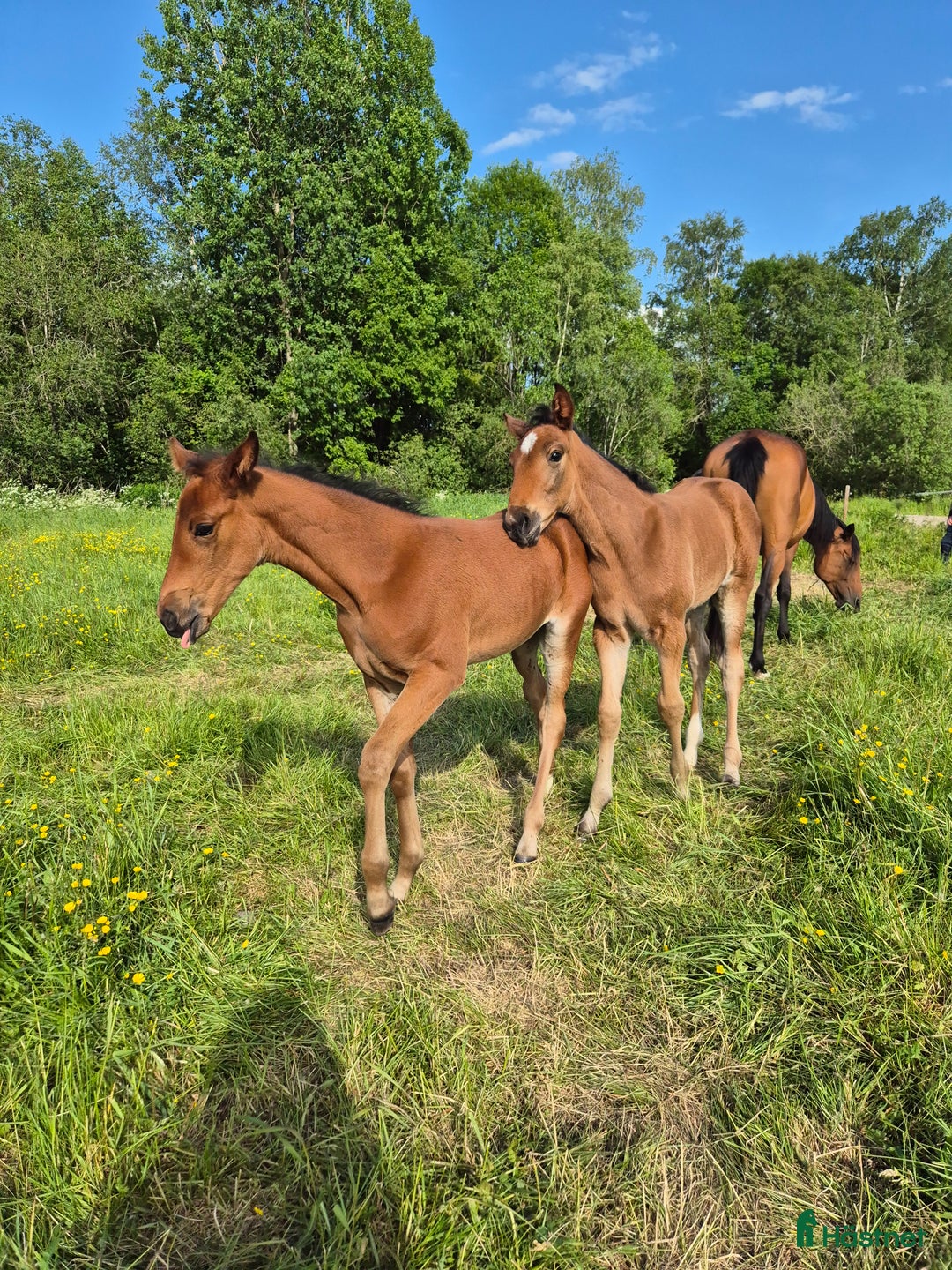 Trav hästar till salu: Årsföl  i Vikarbyn - Annons 1