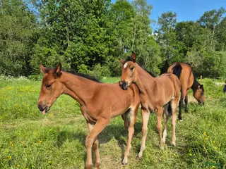 hästar Årsföl - Annons 19
