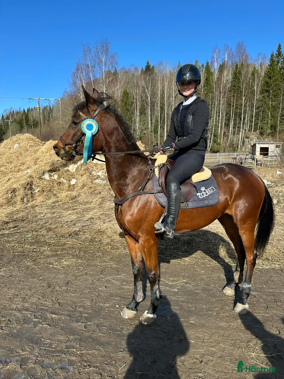 Allround hästar till salu: 5-årig D-ponny med stor utvecklingspotential - Annons 1