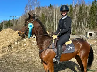 hästar 5-årig D-ponny med stor utvecklingspotential - Annons 4