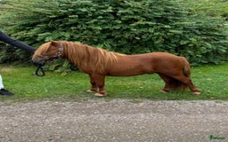 Övrigt hästar till salu: Minishetlandhingst  i Falköping - Annons 4