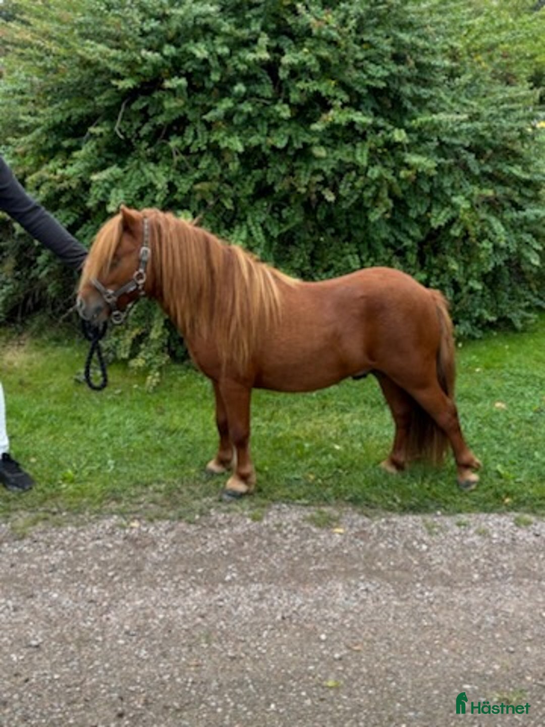 Övrigt hästar till salu: Minishetlandhingst  i Falköping - Annons 4