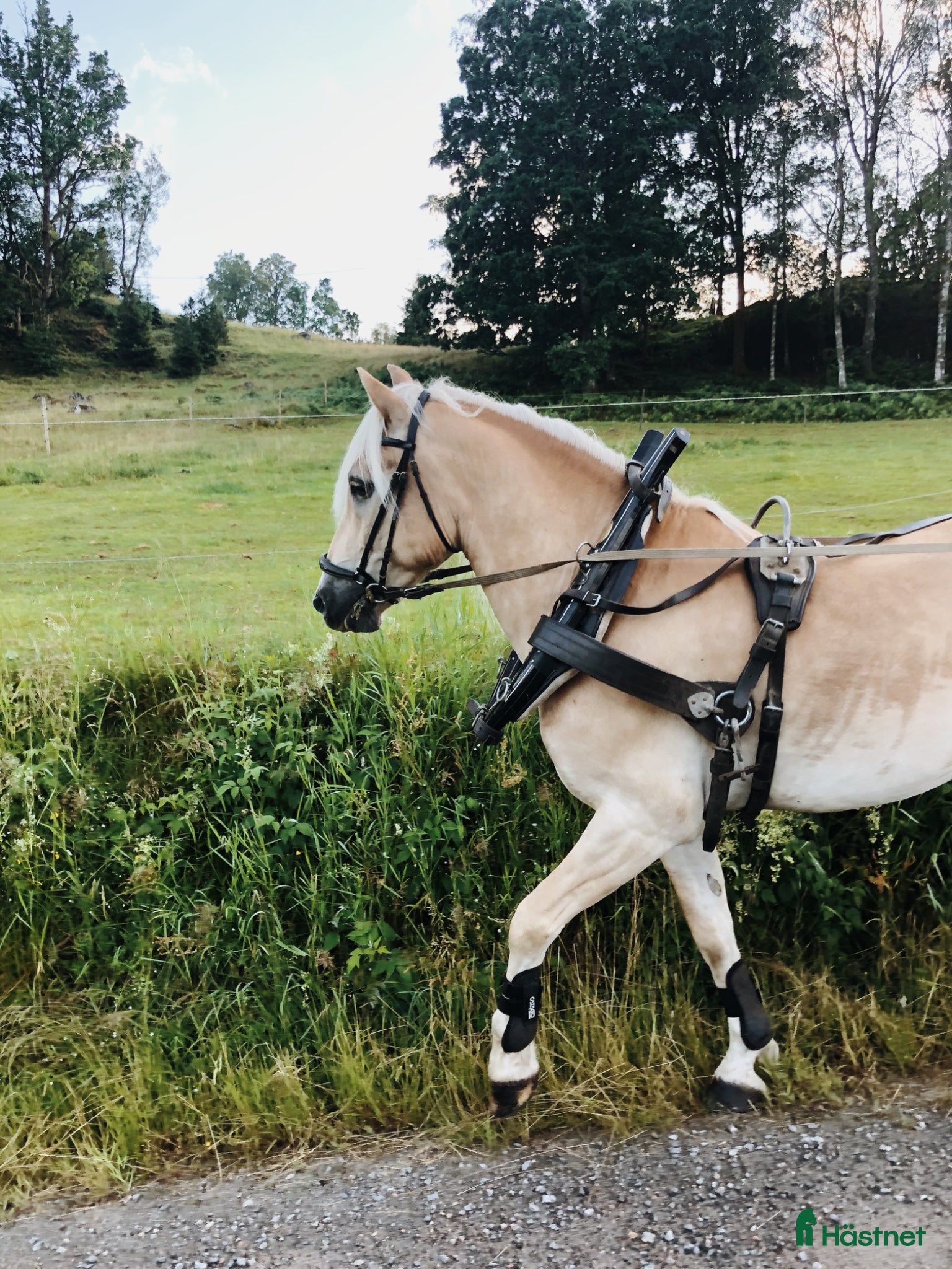Allround hästar till salu: Fina Notte söker nytt hem med massor av kärlek🫶🏼 i Kinna - Annons 2