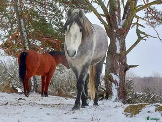 hästservice Rehab och konvalescens i lugn miljö i Krylbo - Annons 21