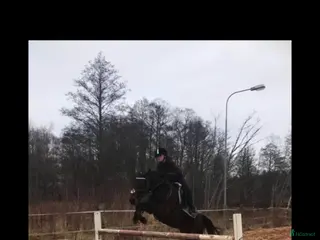 hästar Foderhäst sökes i Vimmerby - Annons 4