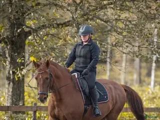 hästar Snäll gentleman/hobbyhäst - Annons 2