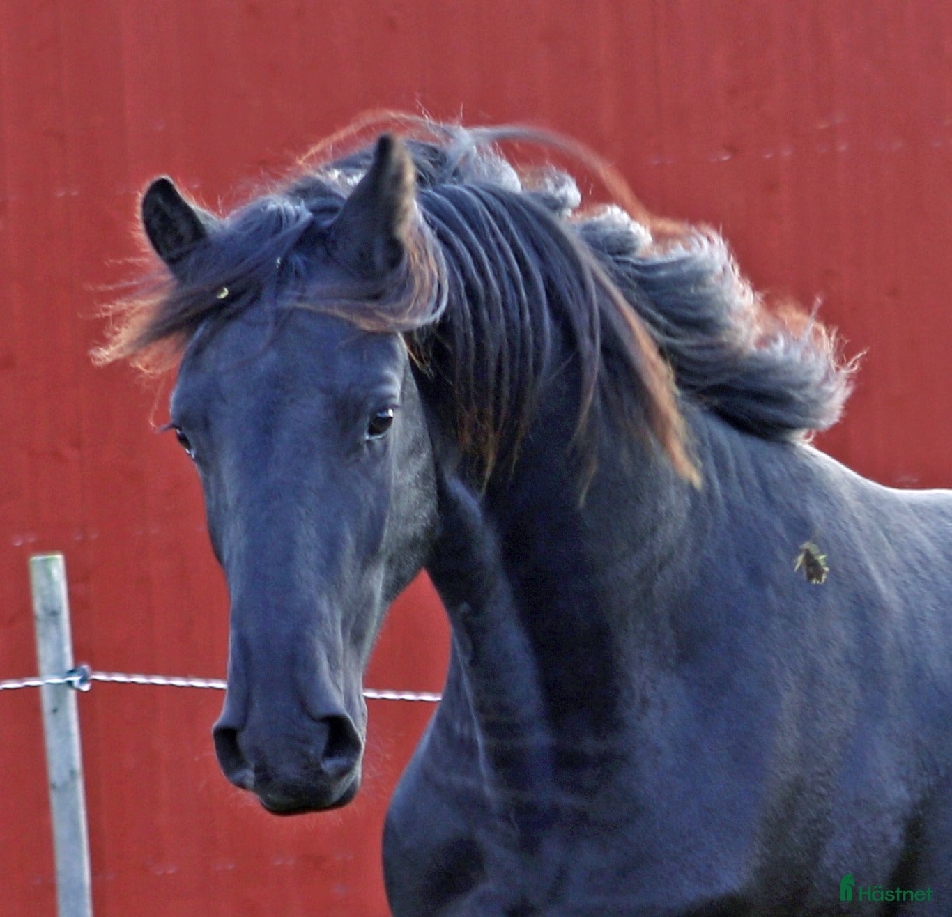  hästar Super trevlig Frieser valack 3år - Annons 4