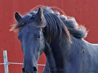 hästar Super trevlig Frieser valack 3år - Annons 4