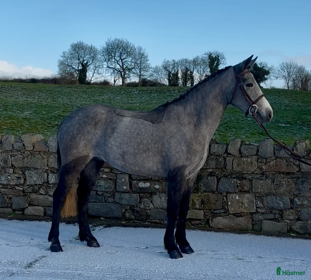 Allround hästar till salu: Beautiful Connemara Filly i Stockholm - Annons 2