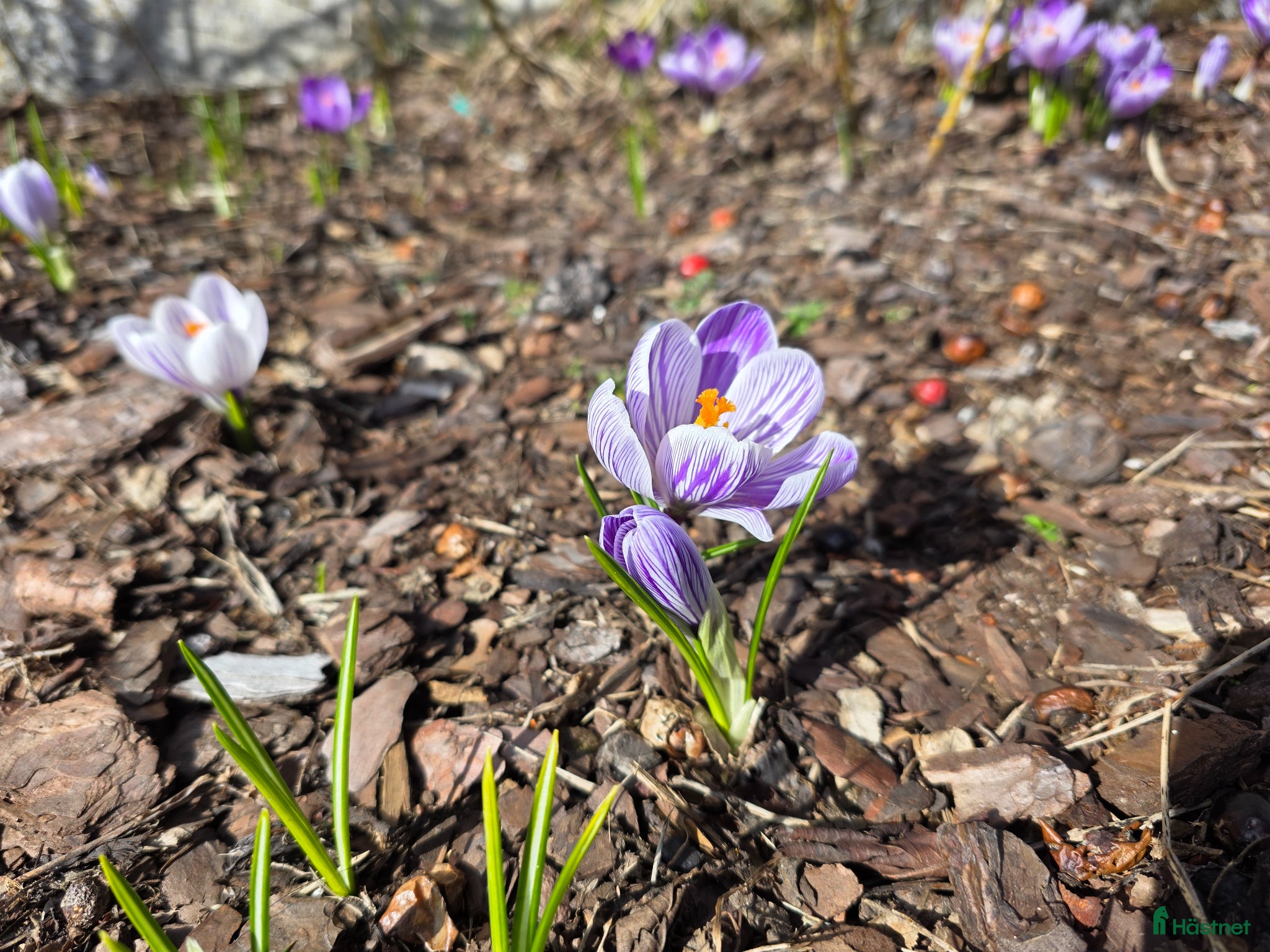  stallplats Stallplatser - Annons 2