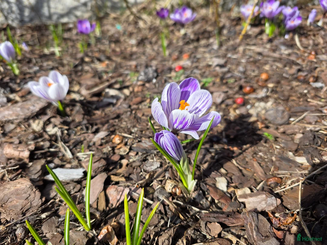  stallplats finnes: Stallplatser - Annons 1