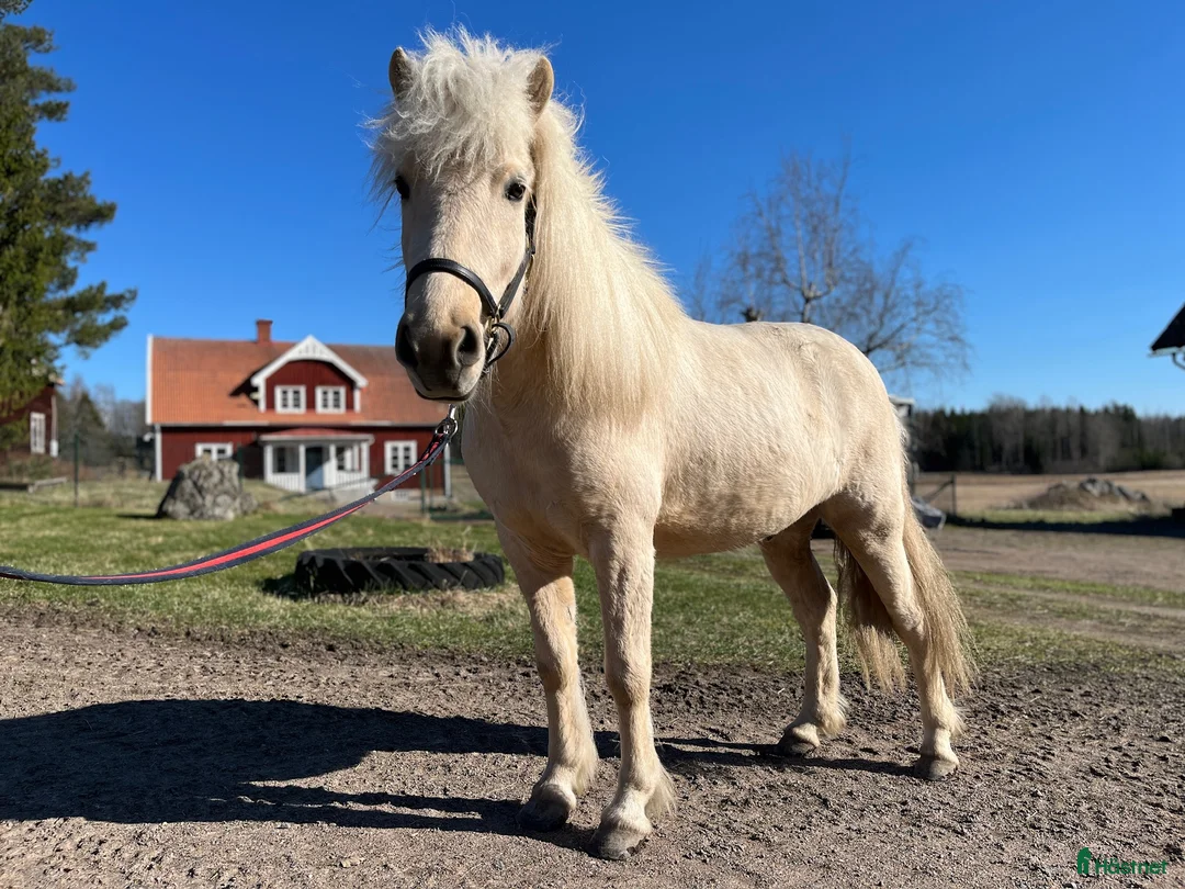 Island hästar till salu: Charmig isabellfärgad valack - Annons 3