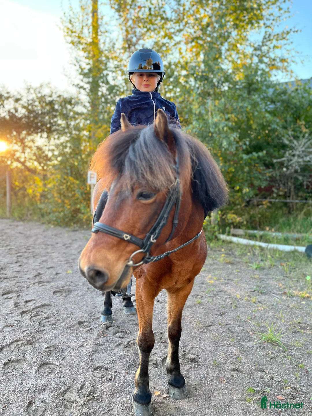 Allround hästar till salu: Russvalack söker nytt hem - Annons 1