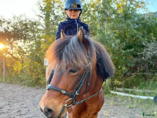 hästar Russvalack söker nytt hem - Annons 10
