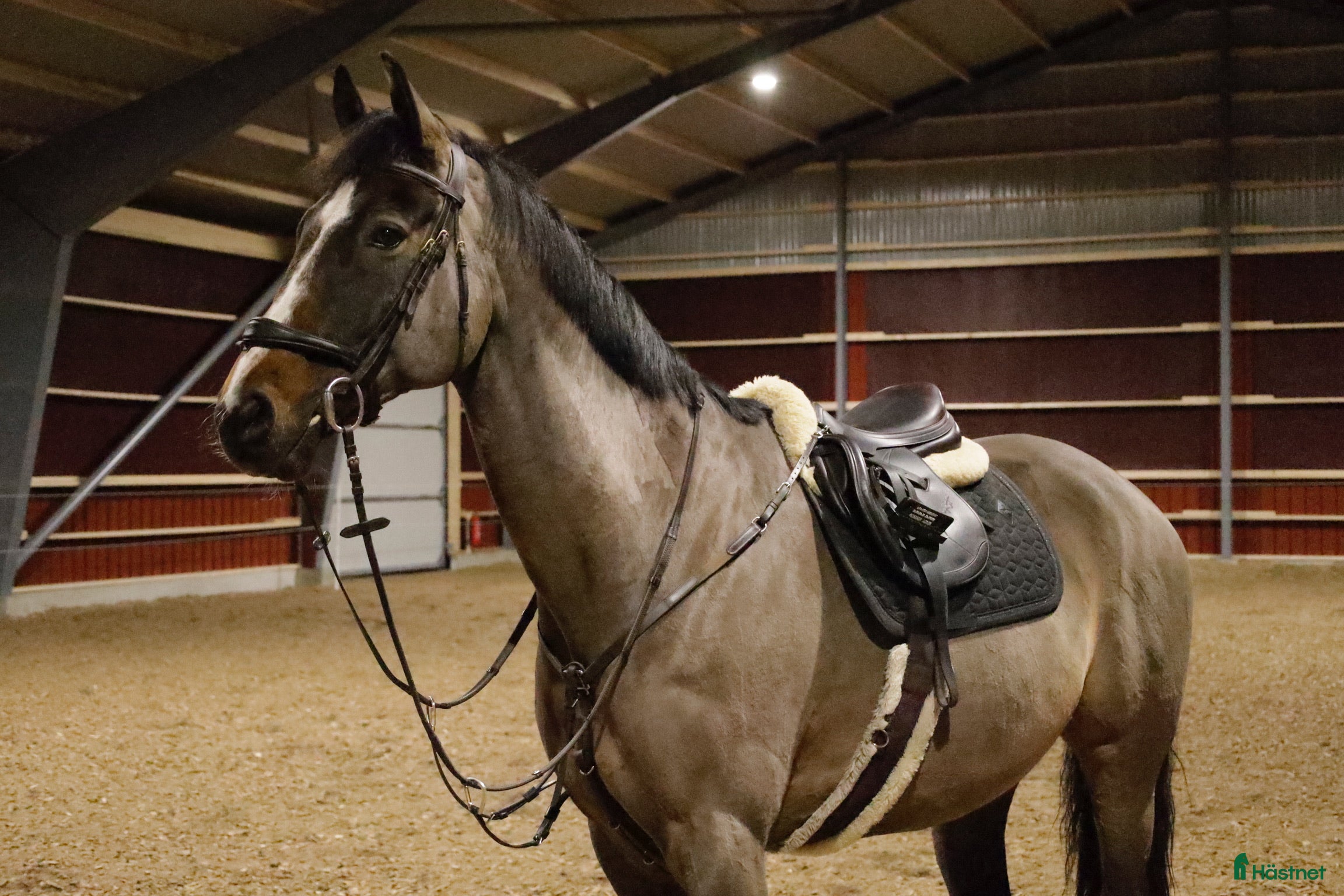  hästar Trevlig valack säljes - Annons 4