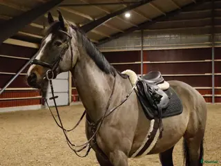 hästar Trevlig valack säljes - Annons 4