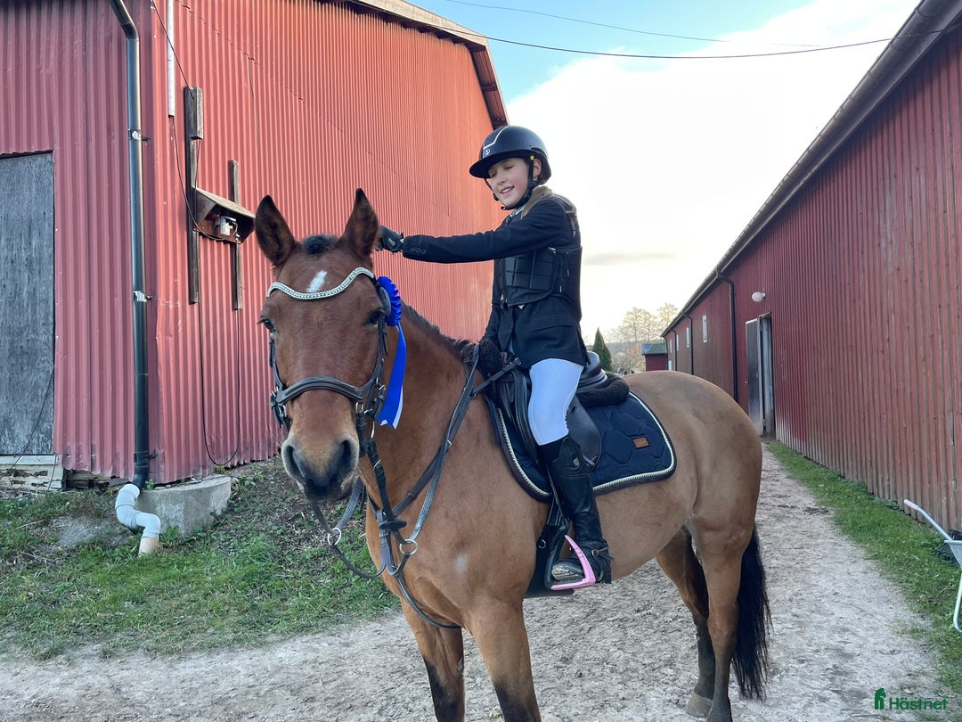 Hoppning hästar till salu: Supersnäll D-ponny i Kungsängen - Annons 4