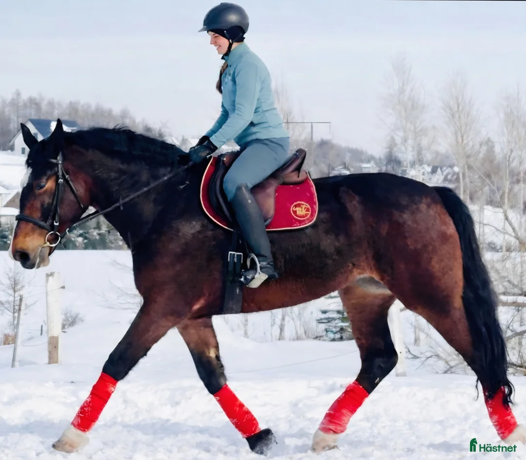 Allround hästar till salu: Your Next Adventure Awaits - perfect for everybody i Örsundsbro - Annons 3
