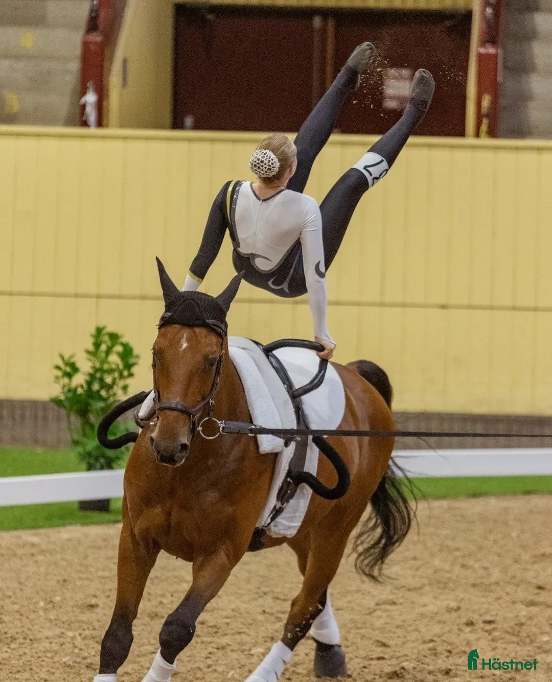 Övrigt hästar sökes: Snäll Voltigehäst sökes i Hässleholm - Annons 2