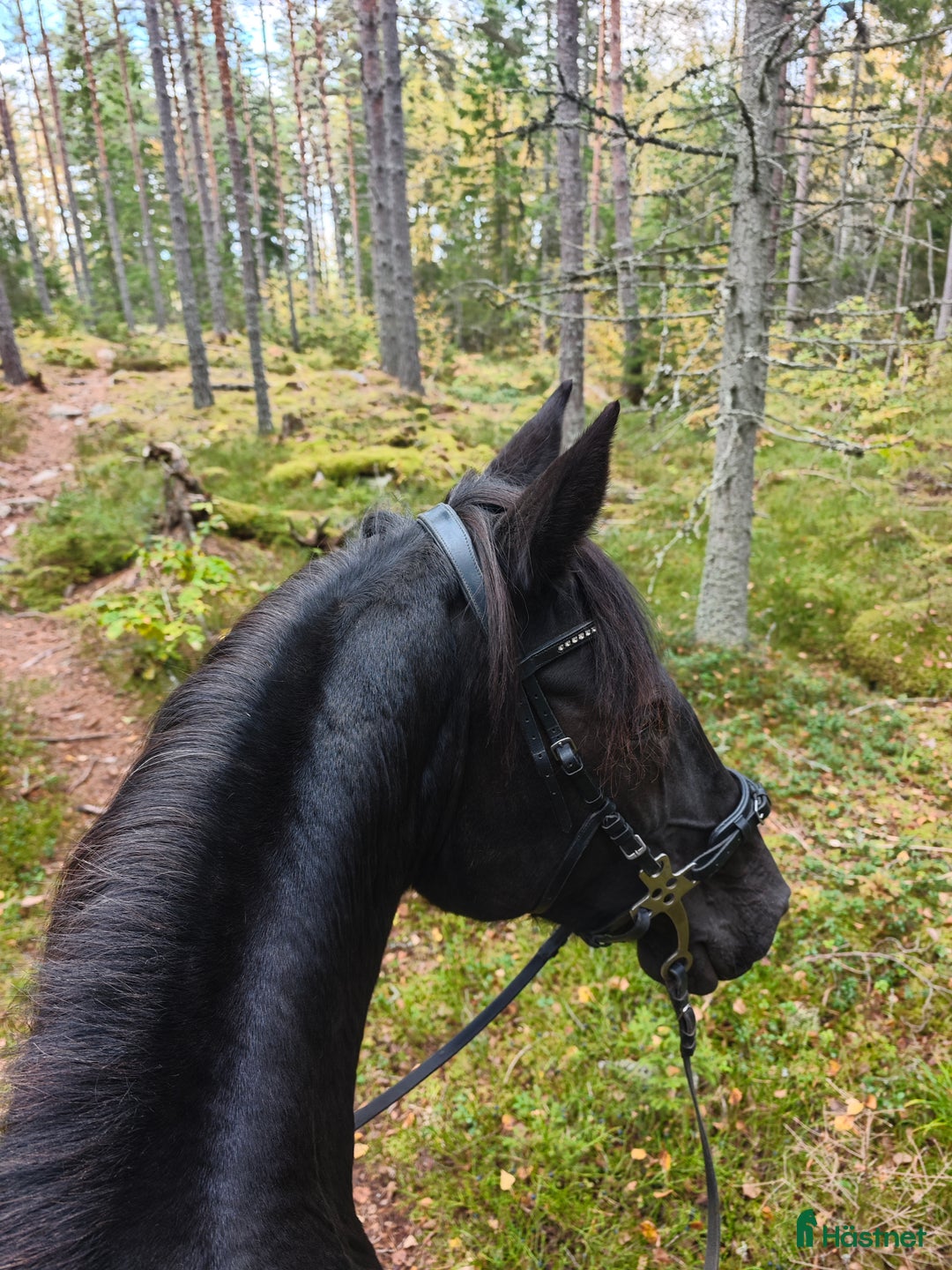 Allround hästar till salu: Windy i Örsundsbro - Annons 4