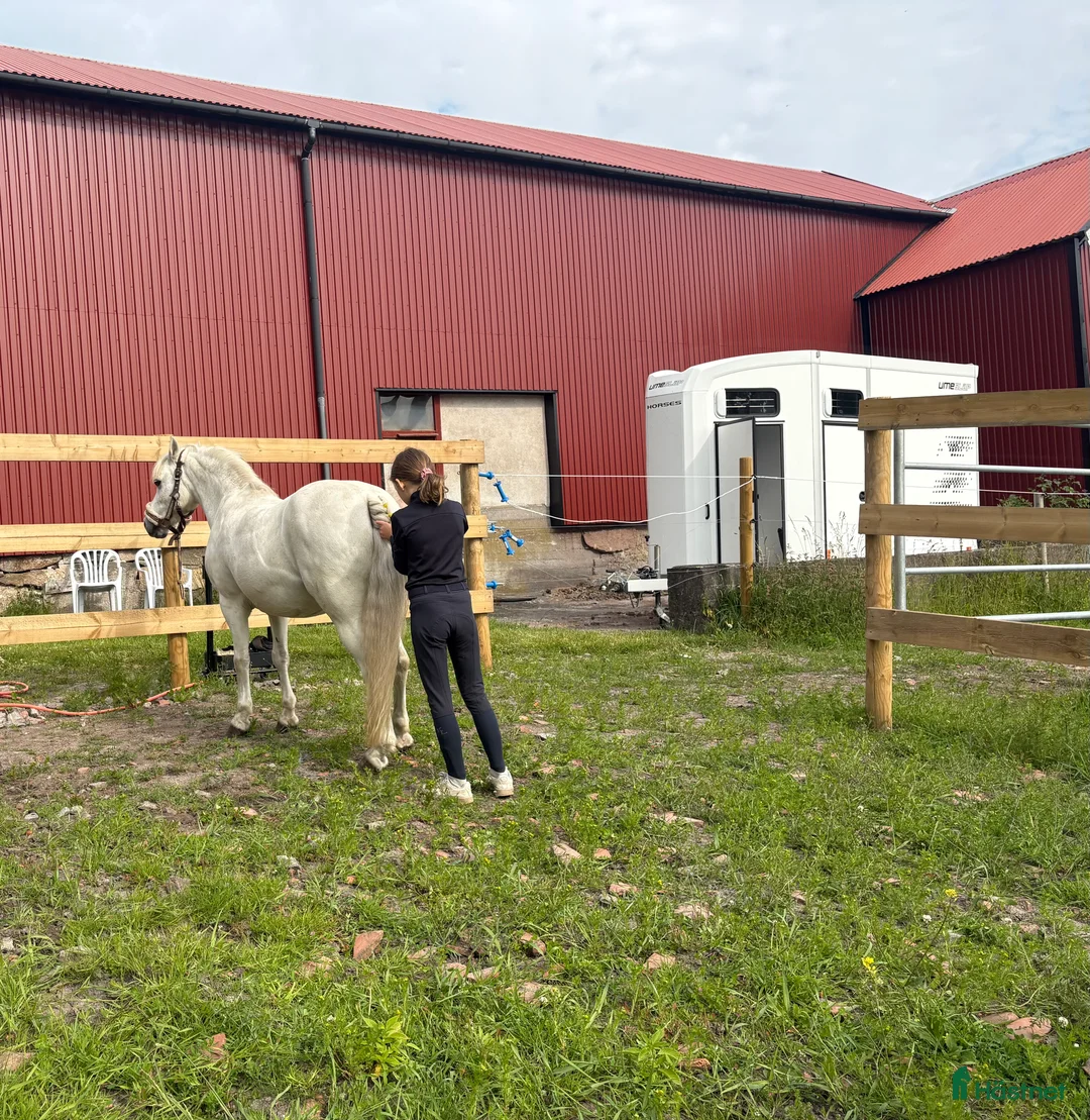 Allround hästar till salu: Finaste B-ponnyn🦄 i Lysekil - Annons 5