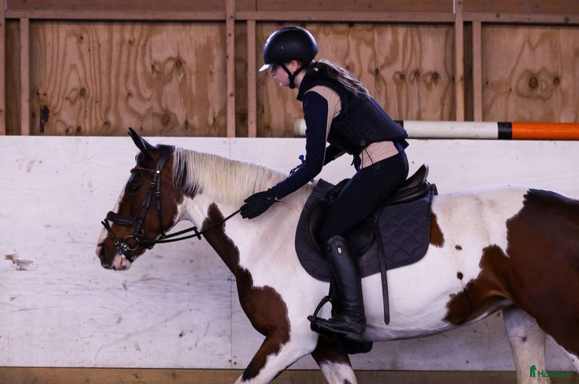  medryttarhäst sökes: Söker medryttare häst/skötare häst - Annons 5