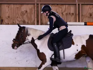 medryttarhäst sökes: Söker medryttare häst/skötare häst - Annons 20