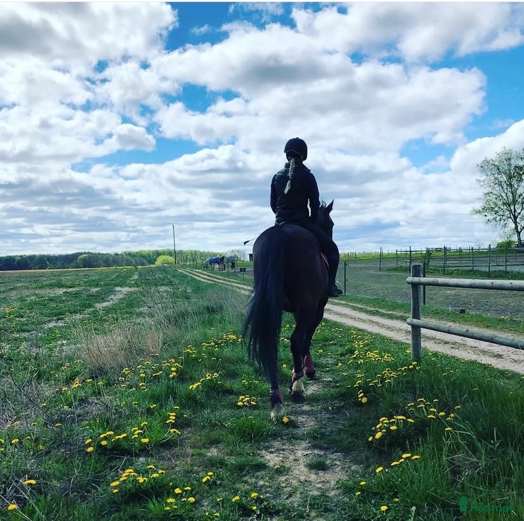  foderhäst sökes: Vill någon dela häst med mig?  i Nyhamnsläge - Annons 2