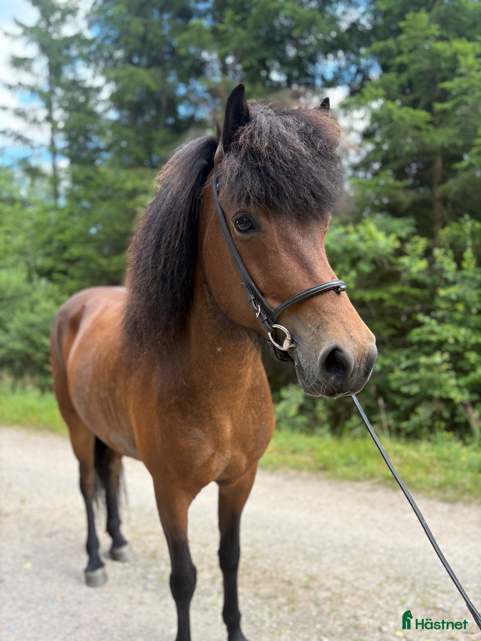  hästar Trevligt 8 årigt sto - Annons 12