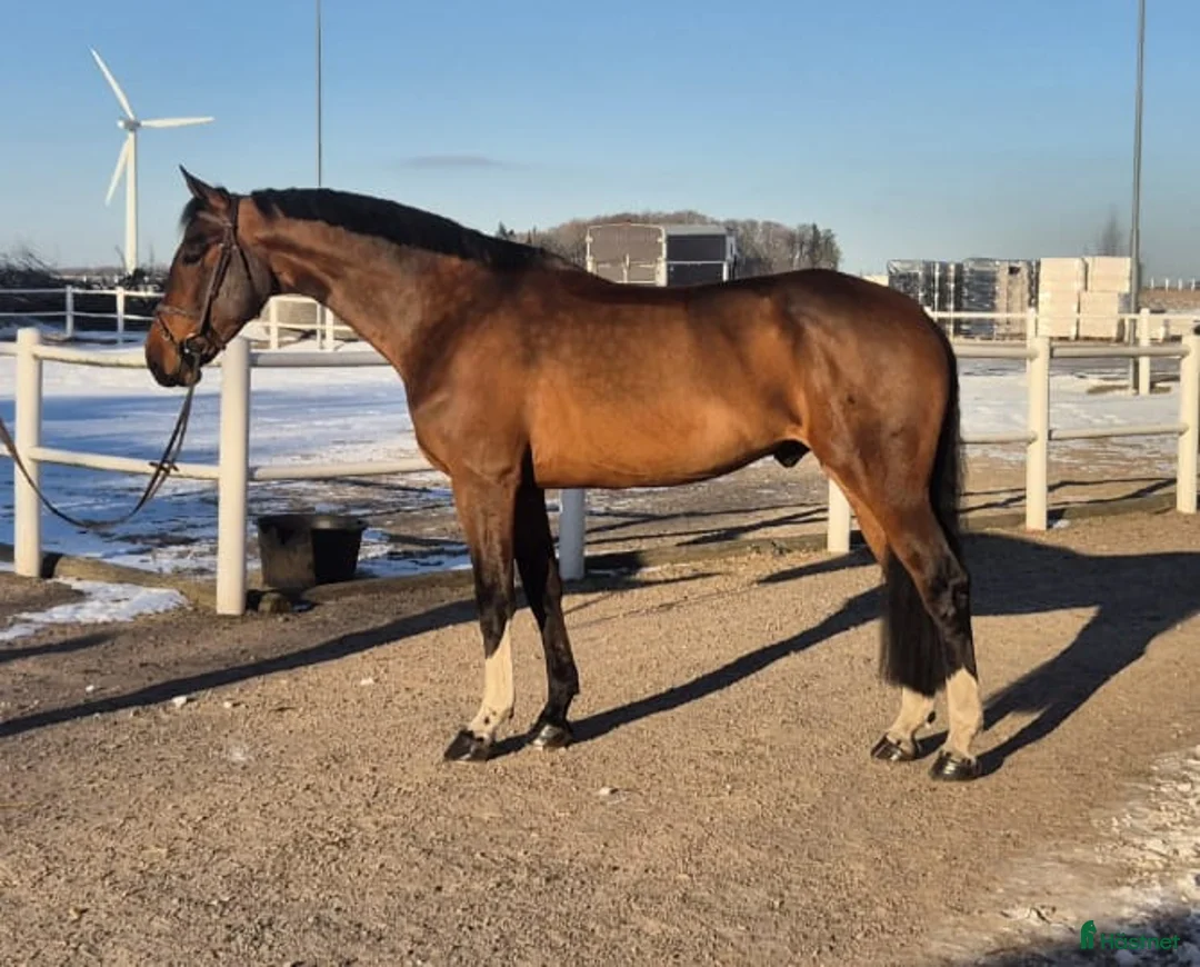 Allround hästar till salu: Genomsnäll och stabil valack  - Annons 1