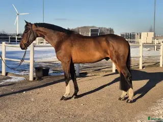 hästar Genomsnäll och stabil valack - Annons 6